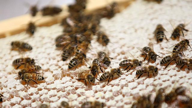 Des chercheurs suisses ont développé un test de santé pour les abeilles afin de prévenir les effets des pesticides. [Oliver Berg]