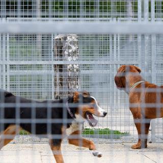 Deux chiens dans un refuge SVPA le 1er juillet 2016. [Keystone - Laurent Gillieron]