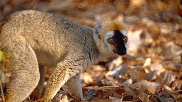 Un lémurien du genre Eulemur rufifrons. [WikiCommons - Bernard Dupont]