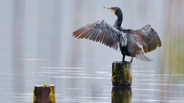 Les pêcheurs suisses voudraient réguler les populations de cormorans, oiseaux accusés de prélever trop de poissons dans les lacs. [AFP / DPA - Patrick Pleul]