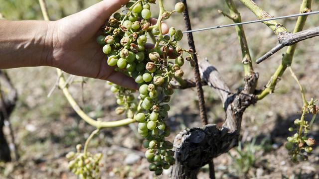 Une grappe de raisin qui a subi de gros dégâts à la suite du violent orage de grêle à Dardagny (GE). [Keystone - Salvatore Di Nolfi]