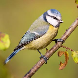 La Mésange bleue (Cyanistes caeruleus) est une espèce de passereaux de la famille des paridés. [Fotolia - hfox]