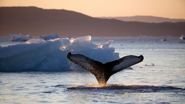 Les baleines boréales, ou baleines du Groenland, ne chantent que sous certaines conditions. [keystone - David Goldman]