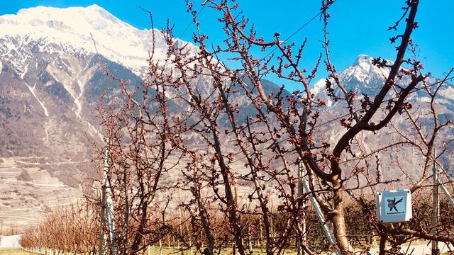 Un capteur "koalasense" installé dans un vignoble à Fully, en Valais. [Koalasense.ch]