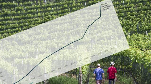 Le nombre de domaines viticoles bio en Suisse a beaucoup augmenté ces dernières années. [Keystone - Alexandra Wey]