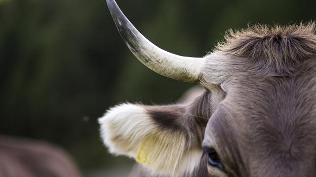 Le Conseil fédéral s'oppose à l'initiative des vaches à cornes. [Keystone - Dominic Steinmann]