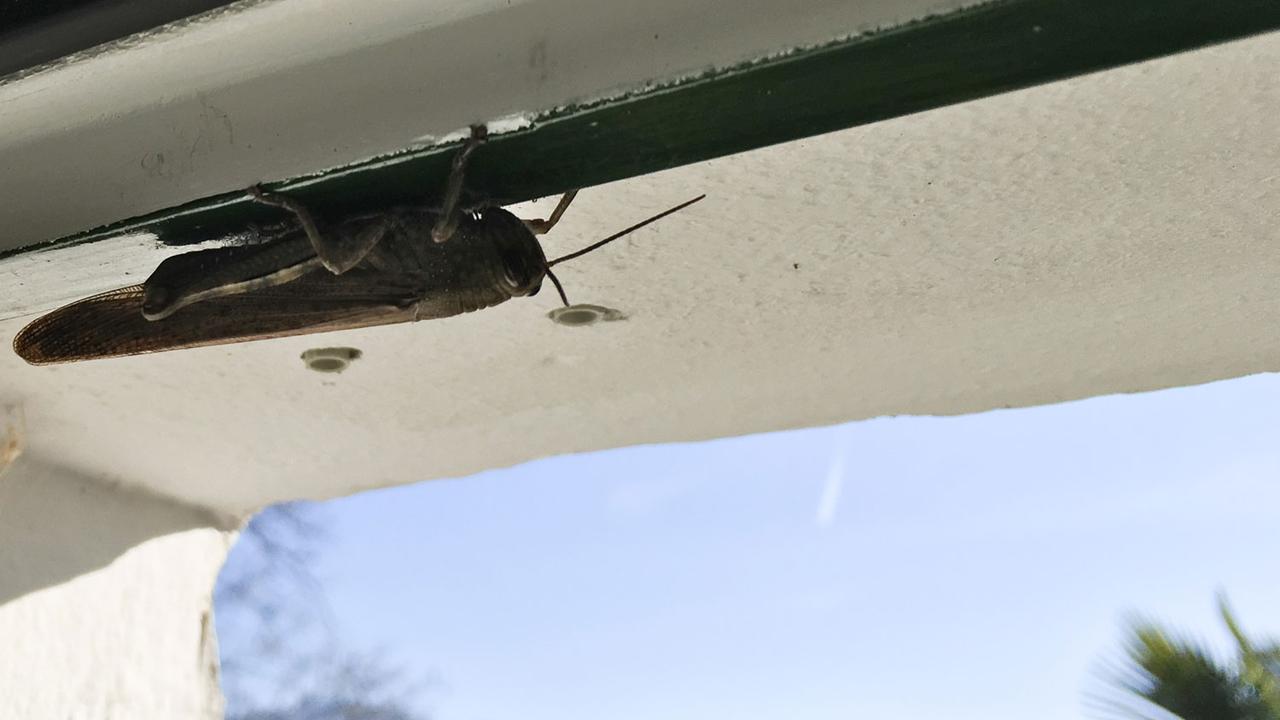 Avec le retour des frimas, l’insecte recherche de la chaleur le long des murs et des persiennes. [RTS - Nicole Della Pietra]