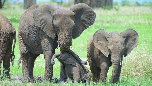 Des éléphants dans la région d'Arusha, en Tanzanie. [UNIGE - Michel Milinkovitch]