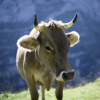 Une vache à Schwende, en Appenzell Rhodes-Intérieures. [keystone - Gian Ehrenzeller]