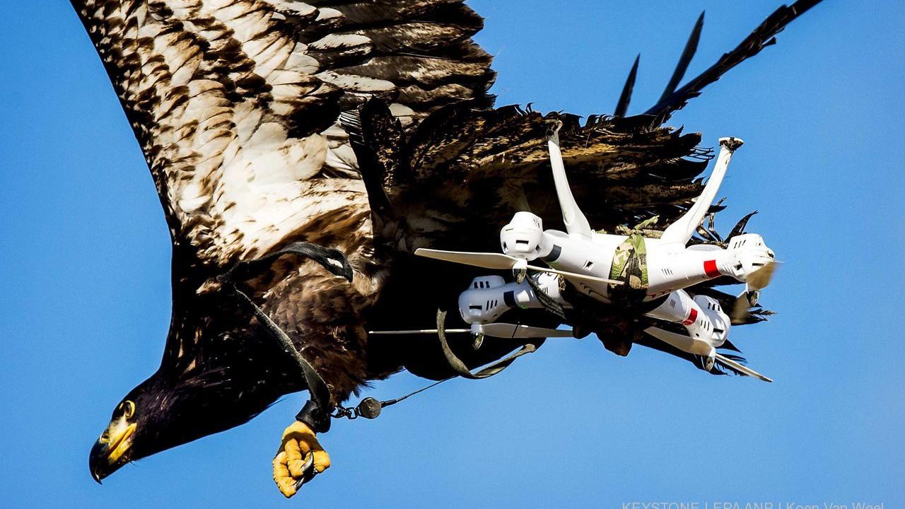 Un aigle entraîné par la police néerlandaise à intercepter des drones survolant des zones interdites (image d'illustration). [Keystone - Koen Van Weel]