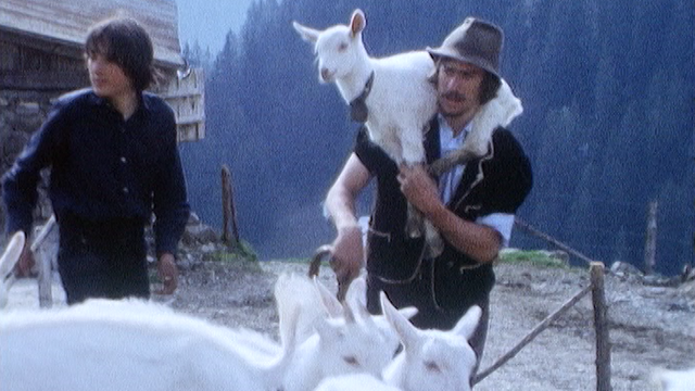 Les chèvres montent à l'alpage, Vaud, 1975. [RTS]