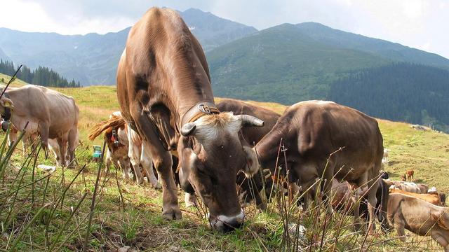 Les alpages alémaniques souffrent du manque d'eau, comme ici en 2003. [Keystone - Arno Balzarini]