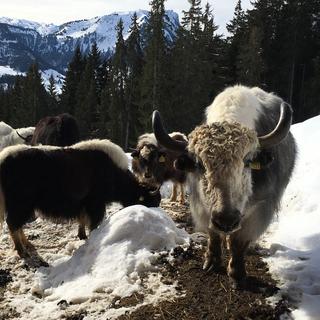 Les paysans de montagne suisses développent l'élevage de yacks. [RTS - Sandra Zimmerli]