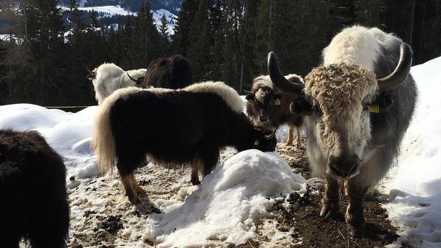 Les paysans de montagne suisses développent l'élevage de yacks. [RTS - Sandra Zimmerli]