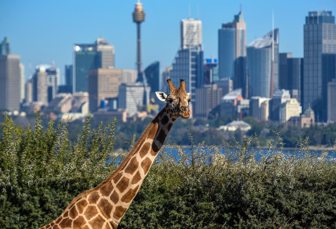 Lundi 25 juin: une girafe du zoo Taronga à Sydney, près du Harbour Bridge, qui accueille ces animaux depuis 1926. Les animaux déménageront pendant une rénovation devisée à 26 millions de francs. [Keystone - EPA/BRENDAN ESPOSITO]