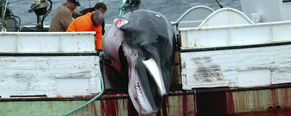 La chasse à la baleine va reprendre en Islande, après deux ans d'interruption. [AP/Keystone - Adam Butler]