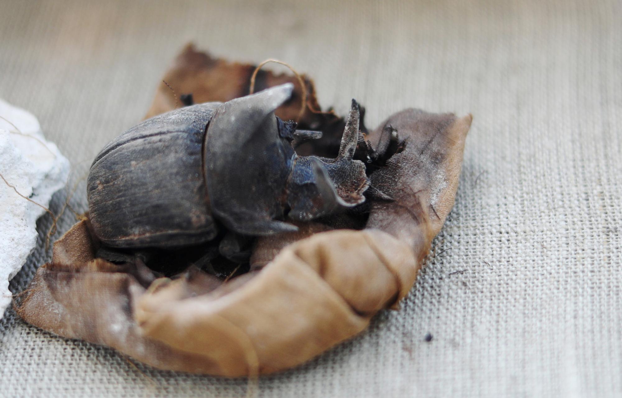 Un scarabée momifié est une découverte rarissime, retrouvé dans la nécropole de Saqqarah, en Egypte. [Reuters - Mohamed Abd El Ghany]