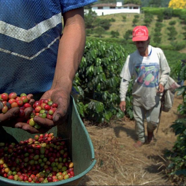 Plantation de café près de San Pelegrino, dans le centre de la Colombie. [AP/Keystone - Ricardo Mazalan]