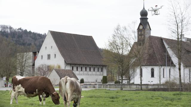 Un drone vole au-dessus de deux vaches dans le canton de Thurgovie. [Keystone - Gaëtan Bally]