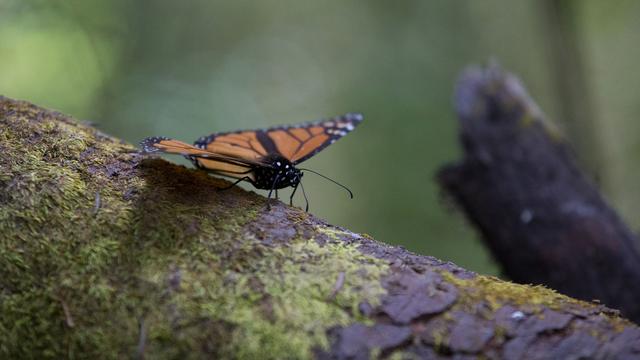 Les insectes sont en forte diminution en milieu naturel, fragilisant l'écosystème. [Keystone - AP Photo/Rebecca Blackwell]