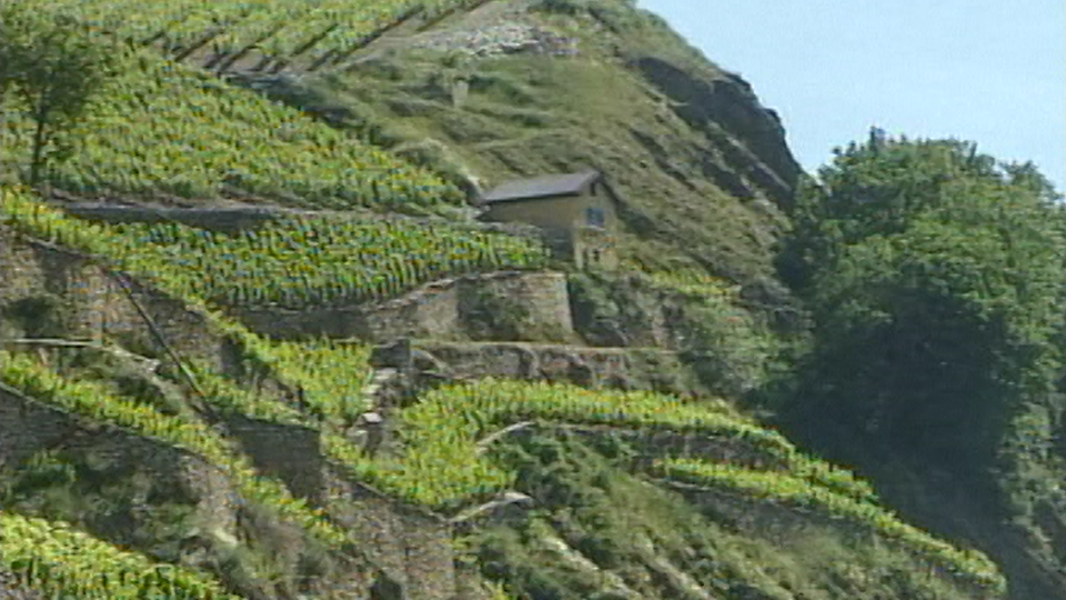 Murs de vigne en pierre sèche du Valais. [RTS]