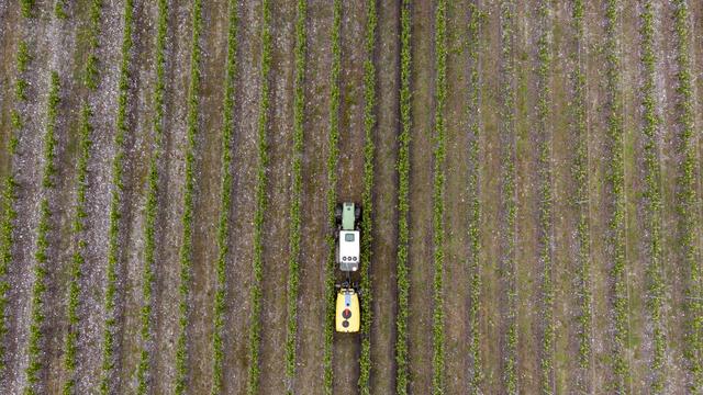 En Suisse de plus en plus de traitements sans herbicides chimiques sont testés, comme ici en Valais. [Keystone - Laurent Gillieron]