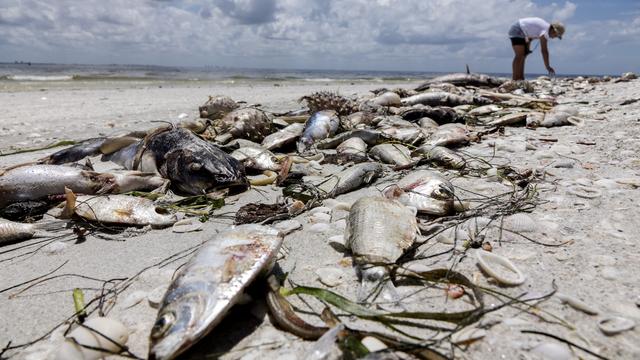 Des poissons morts échoués sur une plage de Floride, tués par la prolifération d'un organisme unicellulaire du nom de Karenia brevis. [EPA/Keystone - Cristobal Herrera]