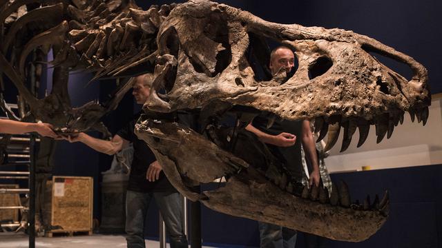 Installation du seul spécimen presque complet de Tyrannosaurus Rex appartenant à un musée européen au Muséum d'histoire naturelle de Paris.
Image fournie par le MNHN
A. Iatzoura
MNHN [MNHN - A. Iatzoura]