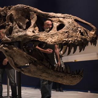 Installation du seul spécimen presque complet de Tyrannosaurus Rex appartenant à un musée européen au Muséum d'histoire naturelle de Paris.
Image fournie par le MNHN
A. Iatzoura
MNHN [MNHN - A. Iatzoura]