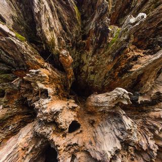 L'intérieur du tronc d'un sequoia géant.
Marianne Catafesta
Fotolia [Marianne Catafesta]