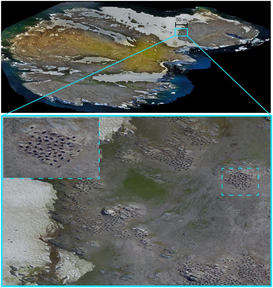 Image orthomosaïque de Brash Island, avec les colonies de manchots. [Scientific Reports - Woods Hole Oceanographic Institution]