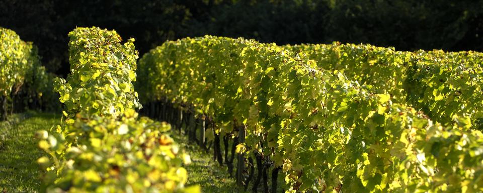 Vignes de la région de Pessac, dans le Bordelais. [AFP/Aurimages - Philippe Roy]