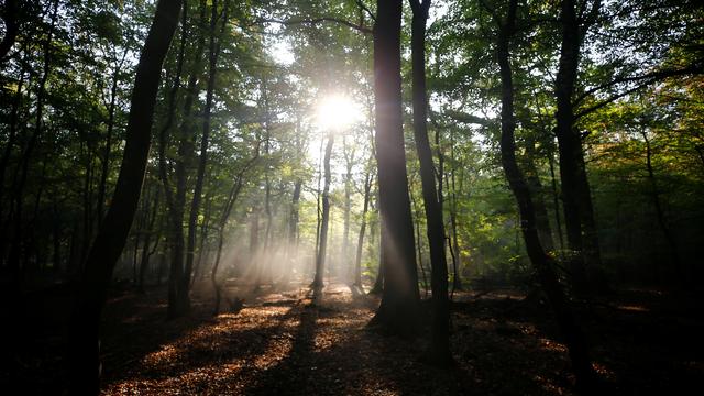 Partout dans le monde, des projets s'attachent à préserver la biodiversité des forêts, vergers, haies ou bosquets. [Reuters - Wolfgang Rattay]