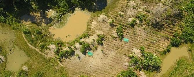 Pour l'heure, la zone reboisée ne sert qu’aux études des scientifiques. [CINCIA]