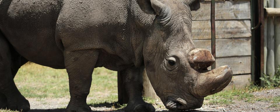 Sudan, dernier rhinocéros blanc du Nord mâle, est mort au Kenya. [AP/Keystone - STR]