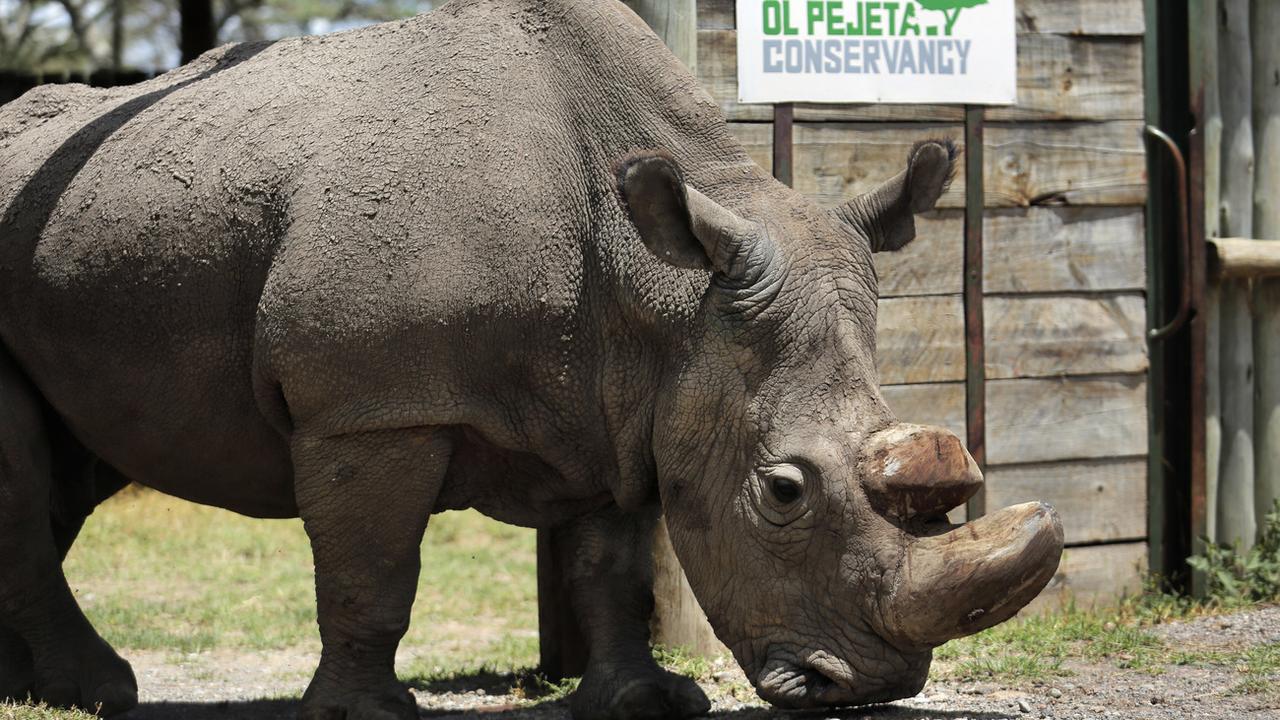 Sudan, dernier rhinocéros blanc du Nord mâle, est mort au Kenya. [AP/Keystone - STR]