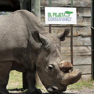 Sudan, dernier rhinocéros blanc du Nord mâle, est mort au Kenya. [AP/Keystone - STR]