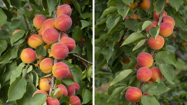 Les variétés d'abricots Lisa (à gauche) et Mia (à droite) développées par la station de recherches agronomiques fédérale Agroscope. [www.agroscope.admin.ch]