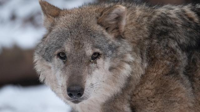 Un loup photographié en Allemagne (image d'illustration). [Keystone - DPA/Bernd Weissbrod]