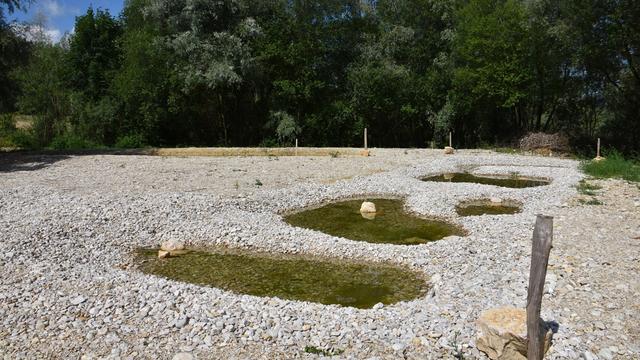 Le partenariat a permis de recréer l'habitat que l’on trouvait par le passé dans les bandes de divagation des cours d’eau. [RTS - Gaël Klein]