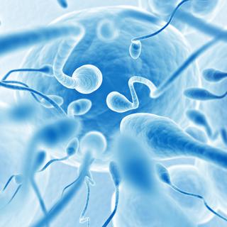 Pour atteindre l'ovule et le féconder, les spermatozoïdes doivent surmonter de très nombreuses difficultés. 
resnick_joshua1
Depositphotos [Depositphotos - resnick_joshua1]