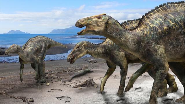 Voici à quoi devait ressembler la nouvelle espèce de dinosaure, le "Kamuysaurus japonicus". Son nom signifie "dieu dragon japonais". [Hokkaido University - Masato Hattori]