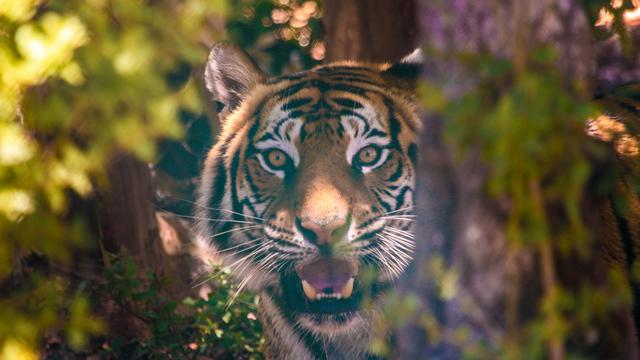 Un tigre pensionnaire du centre Al Ma'wa en Jordanie, qui recueille des animaux rescapés de zones de guerre. [DR - Rami Elakhras]