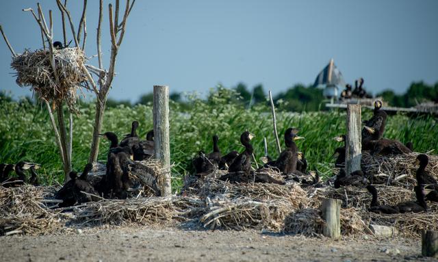 La population de cormorans a fortement augmenté près des lacs suisses. [DPA/Keystone - Axel Heimken]