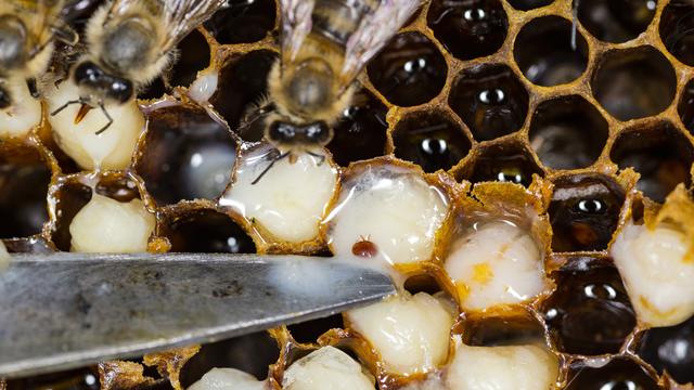 Un varroa dans une ruche d'abeilles. [depositphotos - gor 71@mail.ru]