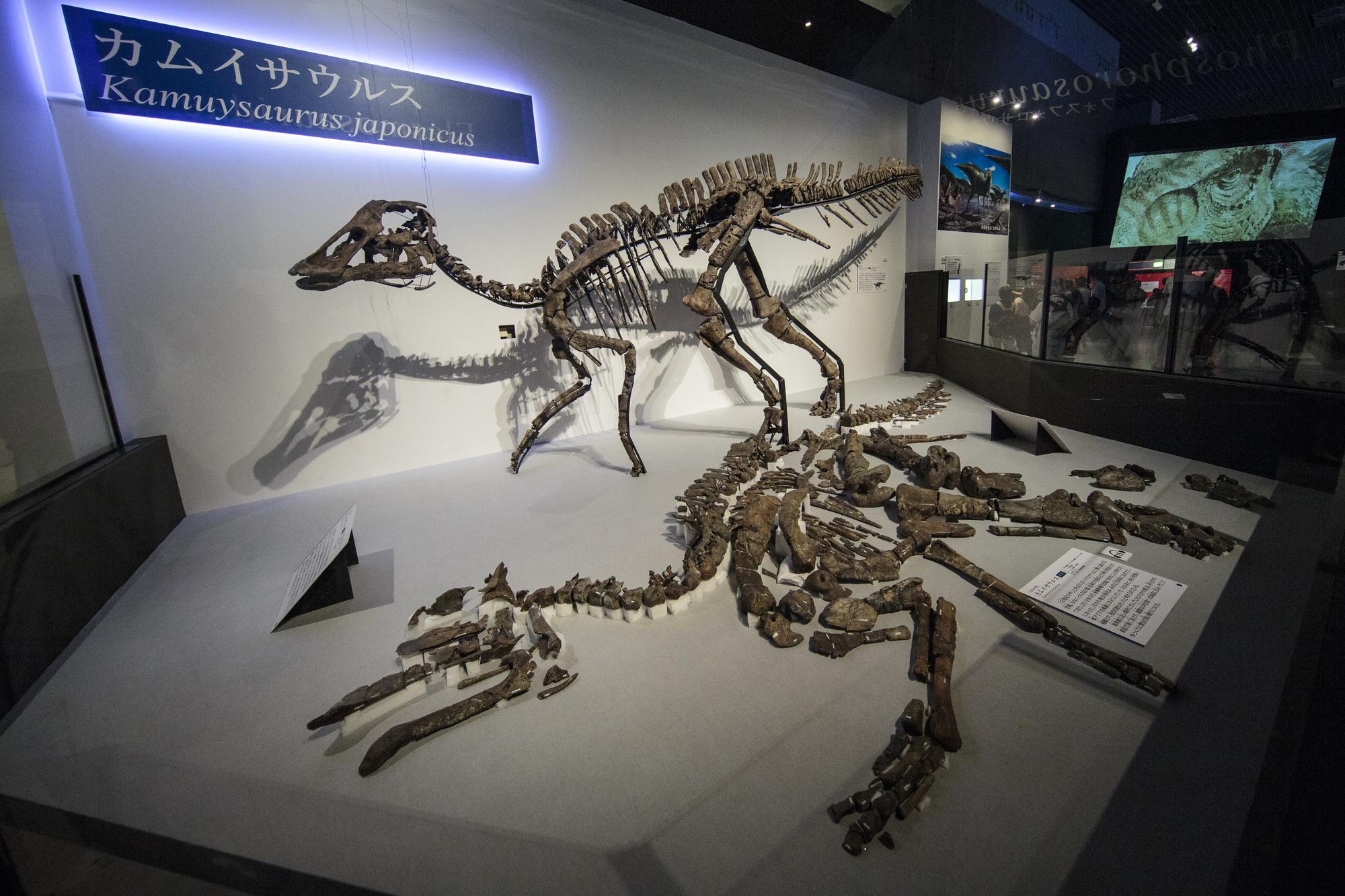 Le squelette presque entier, long de huit mètres, d'une nouvelle espèce de dinosaure, le "Kamuysaurus japonicus"; son nom signifie "dieu dragon japonais". [afp - Behrouz Mehri]