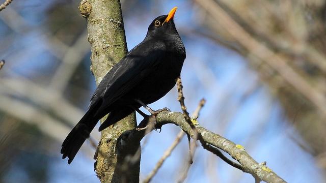 On peut déjà entendre le chant du merle noir à l'aube. [CC-BY-SA - François Lelièvre]