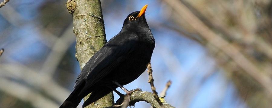 On peut déjà entendre le chant du merle noir à l'aube. [CC-BY-SA - François Lelièvre]