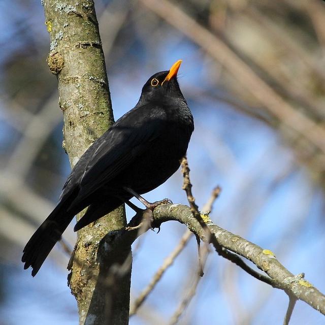 On peut déjà entendre le chant du merle noir à l'aube. [CC-BY-SA - François Lelièvre]