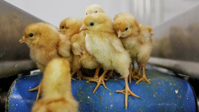 Le Conseil fédéral soutient l'interdiction du broyage de poussins vivants. [Reuters - Thomas Peter]